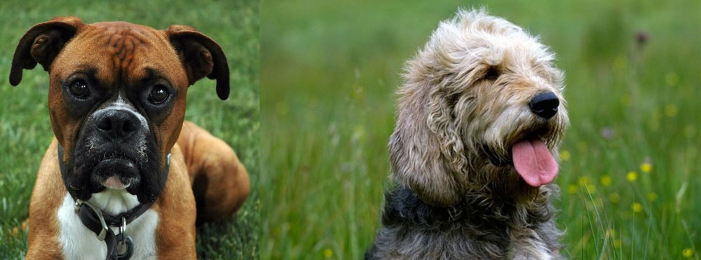 Otterhound vs Boxer - Breed Comparison