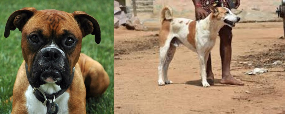 Pandikona vs Boxer - Breed Comparison
