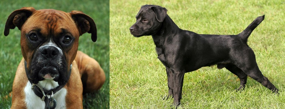 Patterdale Terrier vs Boxer - Breed Comparison