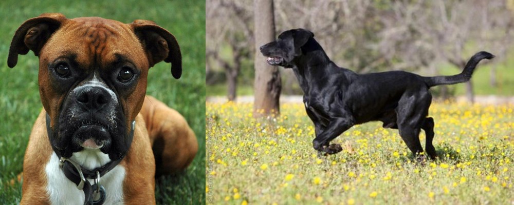 Perro de Pastor Mallorquin vs Boxer - Breed Comparison