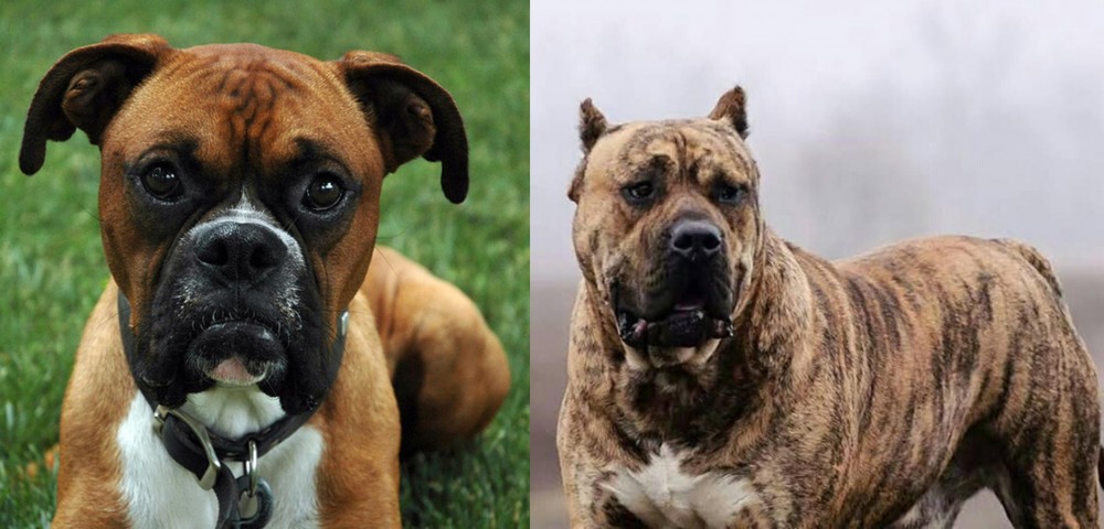 Perro de Presa Canario vs Boxer - Breed Comparison
