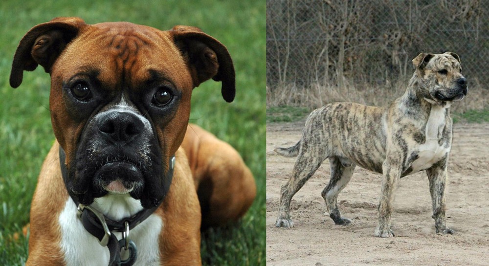 Perro de Presa Mallorquin vs Boxer - Breed Comparison