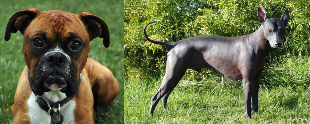 Peruvian Hairless vs Boxer - Breed Comparison