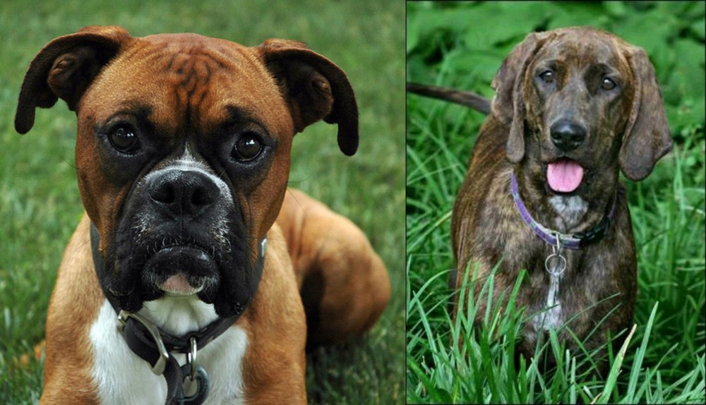 Plott Hound vs Boxer - Breed Comparison