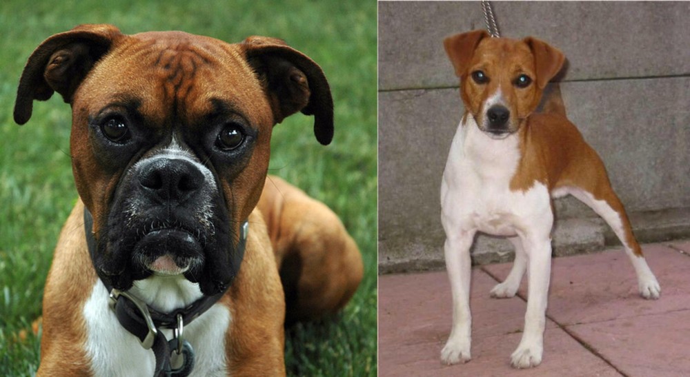 Plummer Terrier vs Boxer - Breed Comparison
