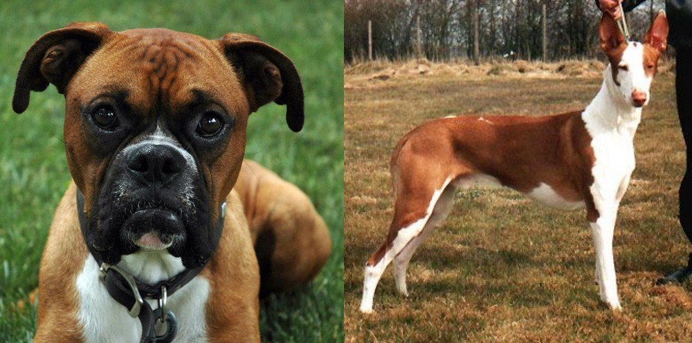 Podenco Canario vs Boxer - Breed Comparison