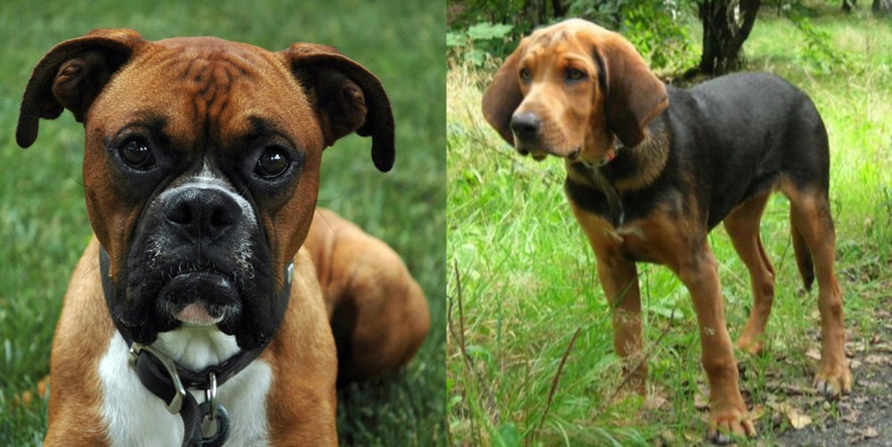 Polish Hound vs Boxer - Breed Comparison