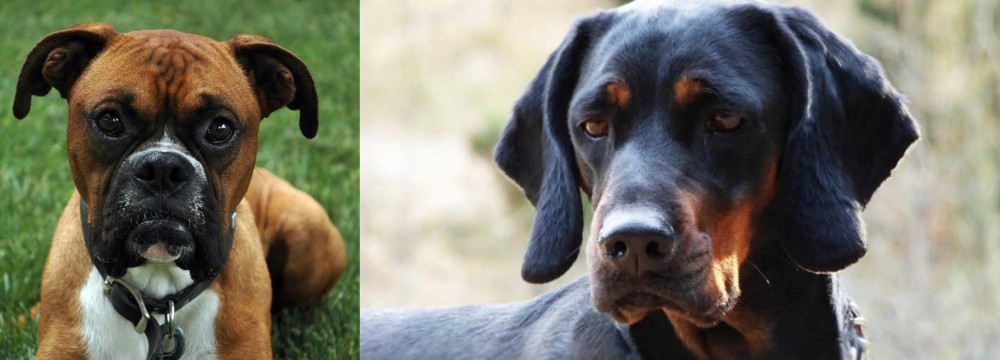 Polish Hunting Dog vs Boxer - Breed Comparison