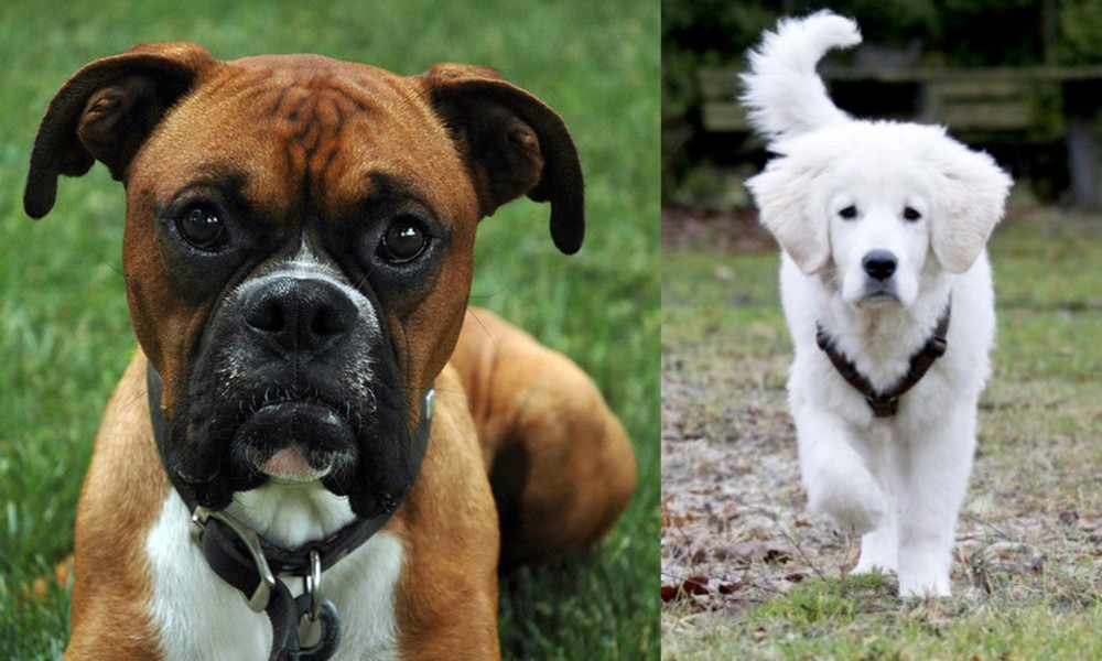 Polish Tatra Sheepdog vs Boxer - Breed Comparison