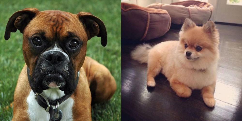 Pomeranian vs Boxer - Breed Comparison