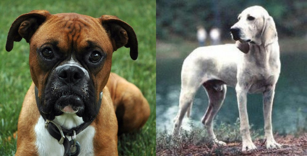 Porcelaine vs Boxer - Breed Comparison