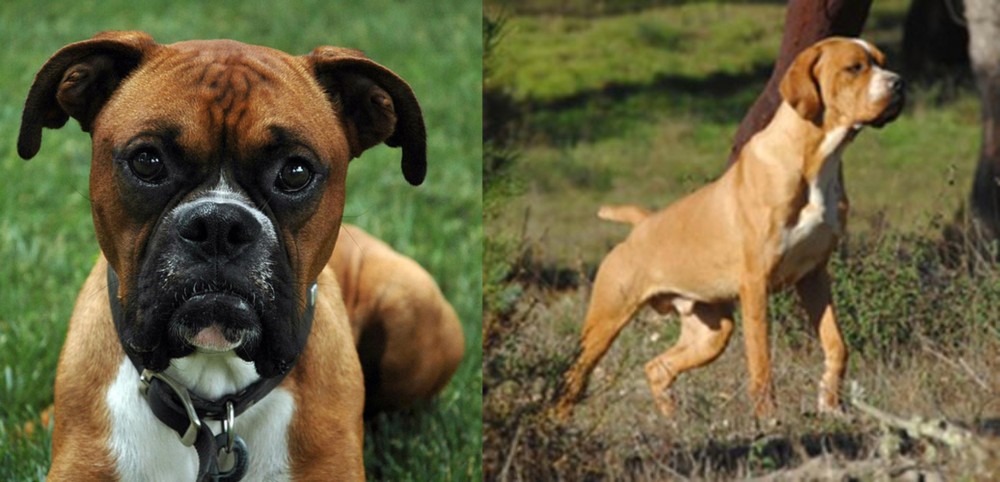 Portuguese Pointer vs Boxer - Breed Comparison
