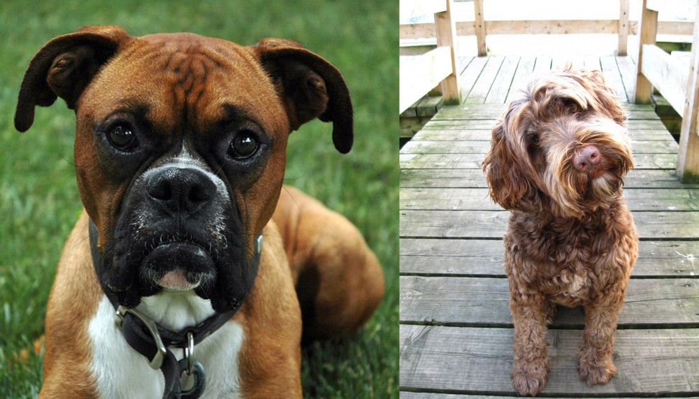 Portuguese Water Dog vs Boxer - Breed Comparison