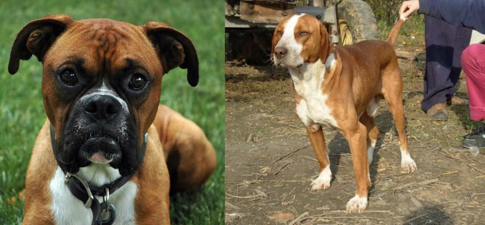 Posavac Hound vs Boxer - Breed Comparison