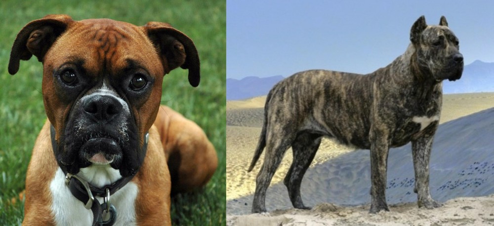 Presa Canario vs Boxer - Breed Comparison
