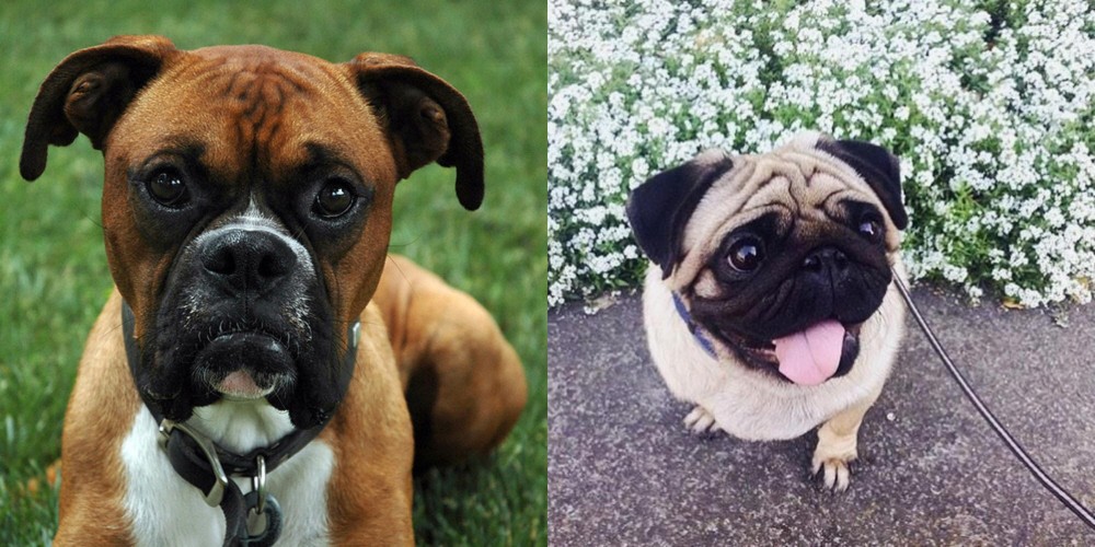 Pug vs Boxer - Breed Comparison