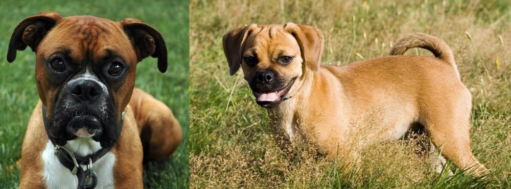 Puggle vs Boxer - Breed Comparison