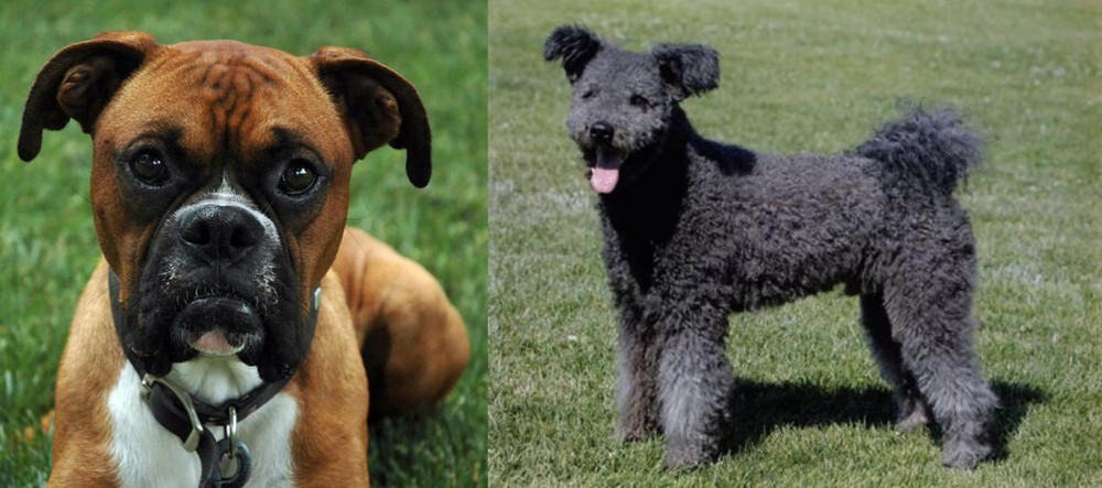 Pumi vs Boxer - Breed Comparison