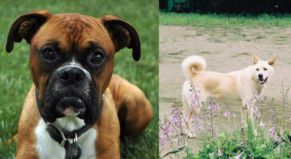 Pungsan Dog vs Boxer - Breed Comparison