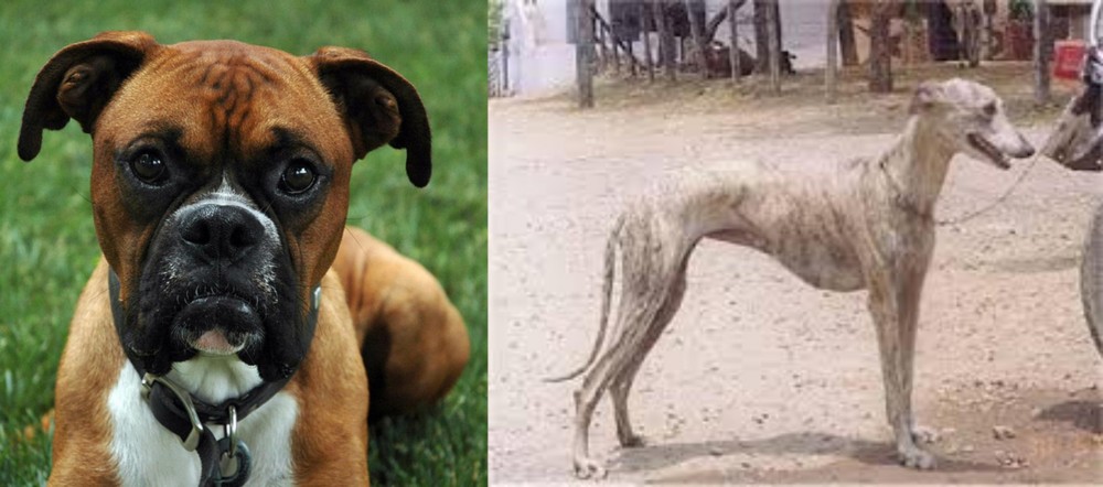 Rampur Greyhound vs Boxer - Breed Comparison