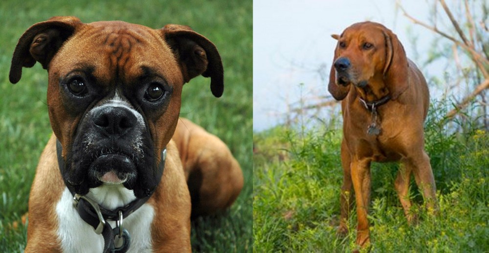 Redbone Coonhound vs Boxer - Breed Comparison