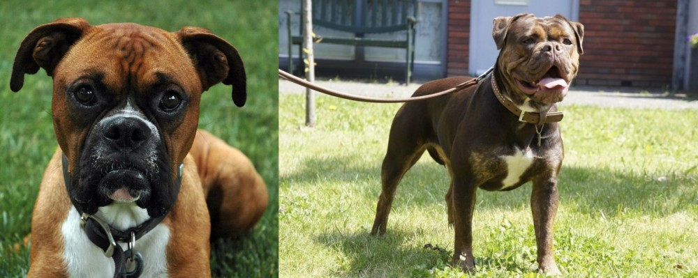 Renascence Bulldogge vs Boxer - Breed Comparison