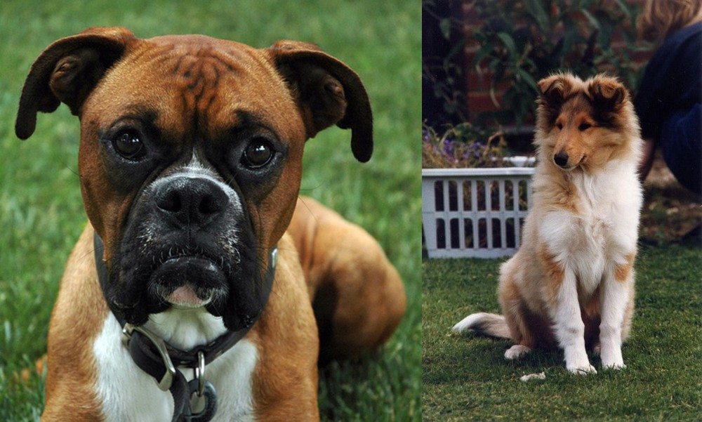 Rough Collie vs Boxer - Breed Comparison