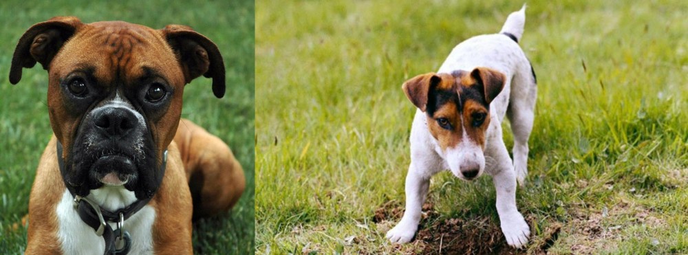 Russell Terrier vs Boxer - Breed Comparison