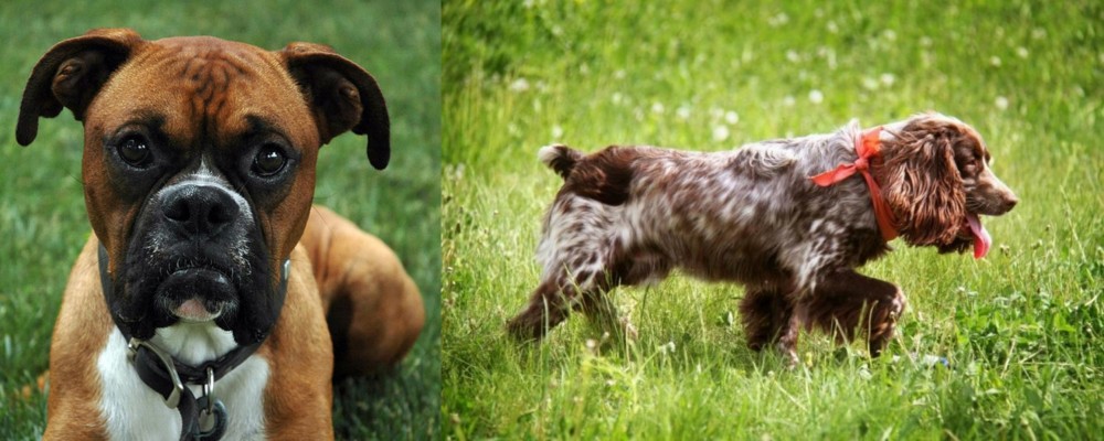 Russian Spaniel vs Boxer - Breed Comparison