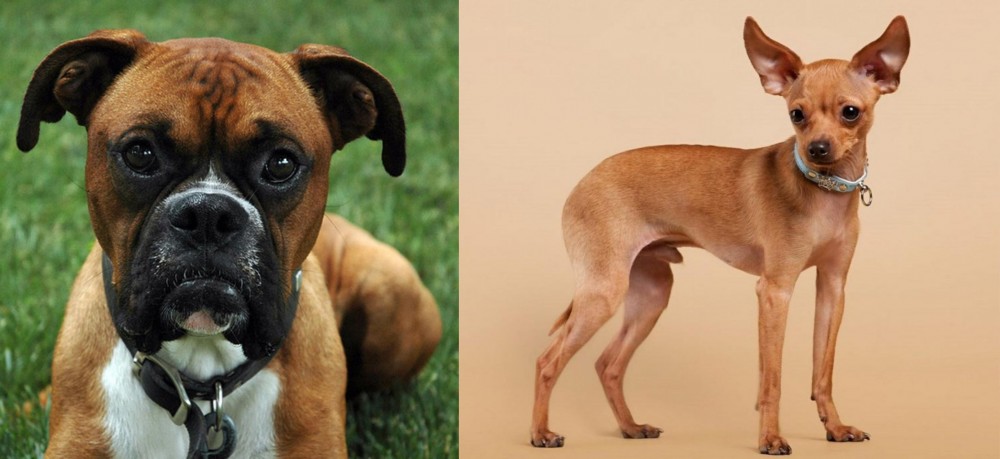 Russian Toy Terrier vs Boxer - Breed Comparison