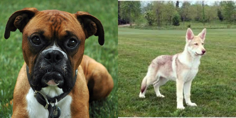 Saarlooswolfhond vs Boxer - Breed Comparison