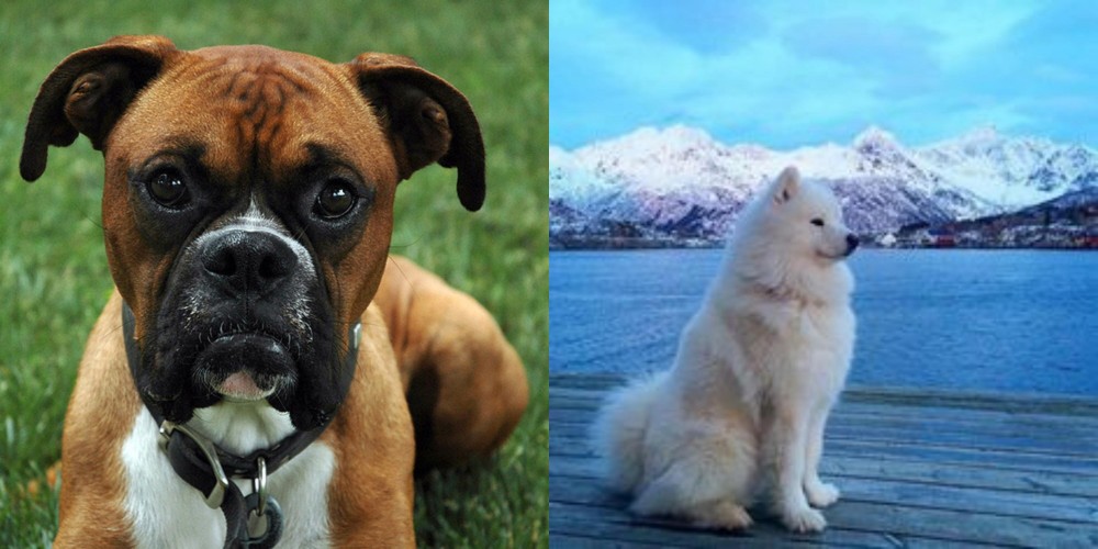 Samoyed vs Boxer - Breed Comparison