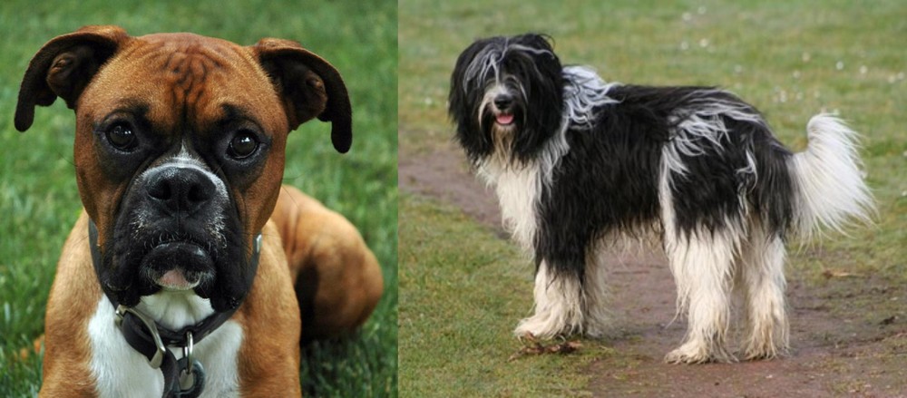 Schapendoes vs Boxer - Breed Comparison