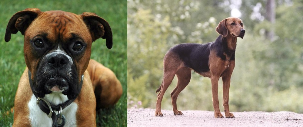 Schillerstovare vs Boxer - Breed Comparison