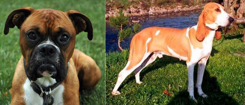 Schweizer Laufhund vs Boxer - Breed Comparison