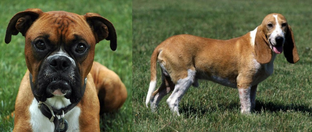 Schweizer Niederlaufhund vs Boxer - Breed Comparison