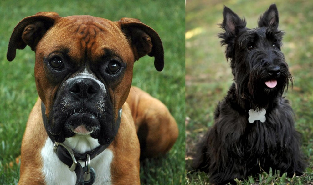 Scoland Terrier vs Boxer - Breed Comparison