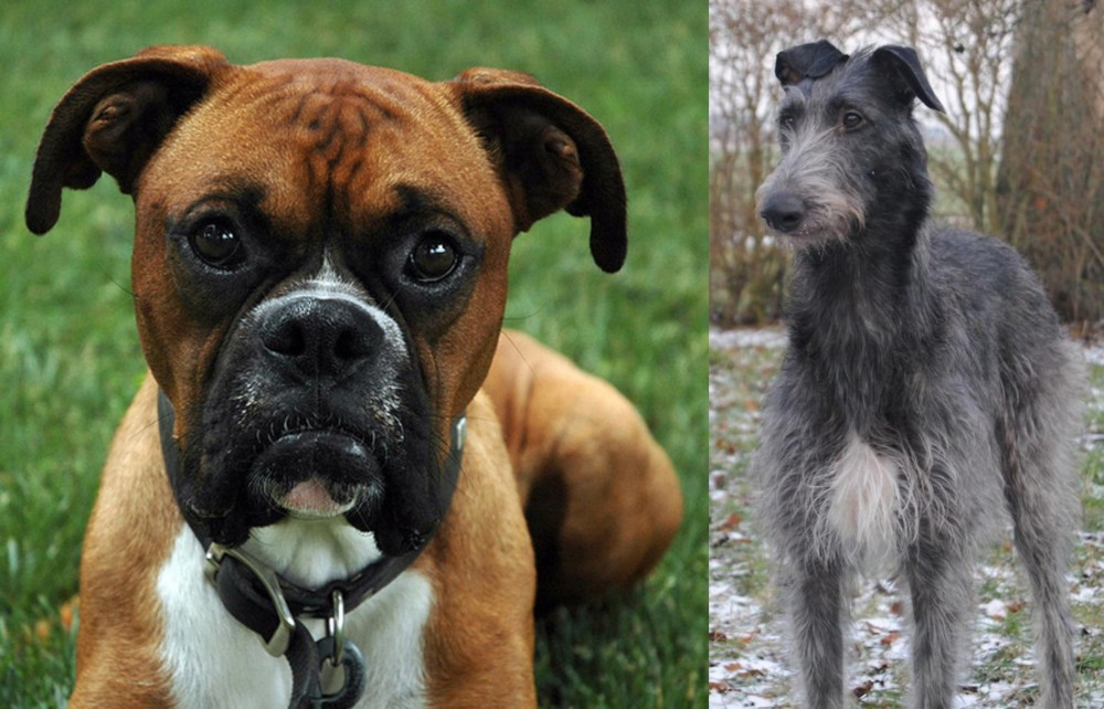 Scottish Deerhound vs Boxer - Breed Comparison