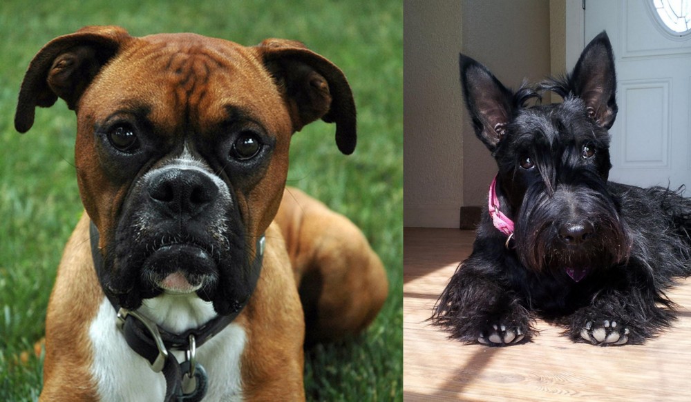 Scottish Terrier vs Boxer - Breed Comparison