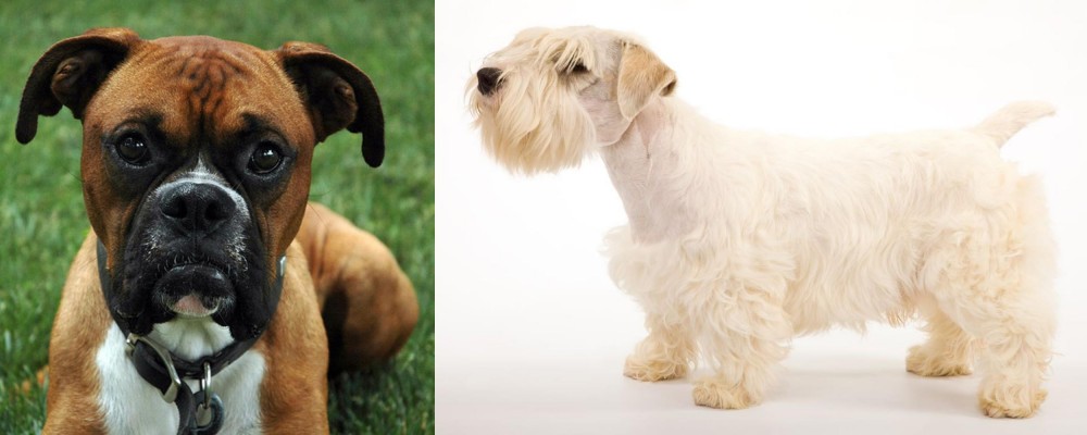 Sealyham Terrier vs Boxer - Breed Comparison
