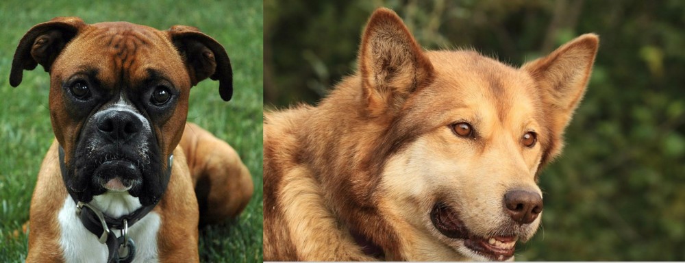Seppala Siberian Sleddog vs Boxer - Breed Comparison