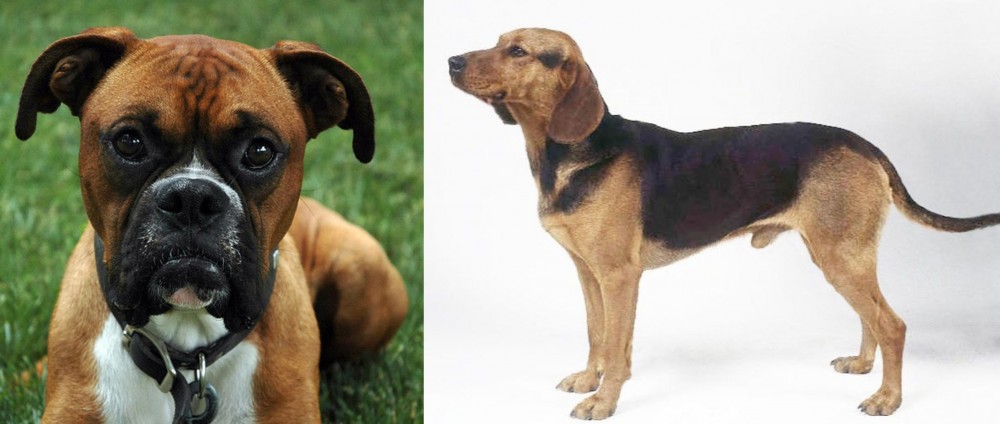 Serbian Hound vs Boxer - Breed Comparison
