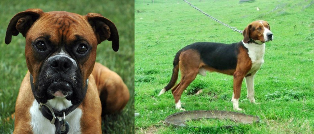 Serbian Tricolour Hound vs Boxer - Breed Comparison