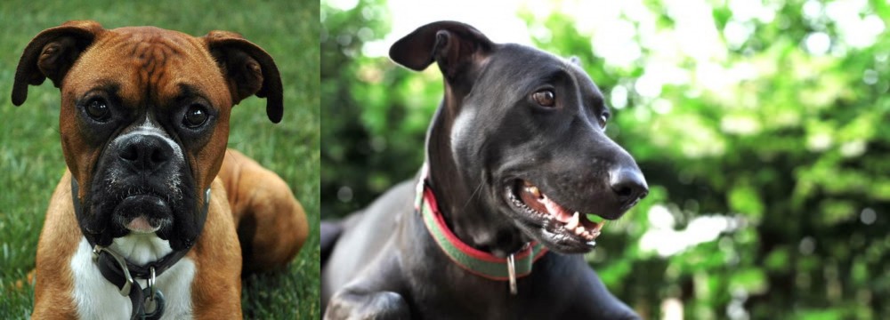 Shepard Labrador vs Boxer - Breed Comparison
