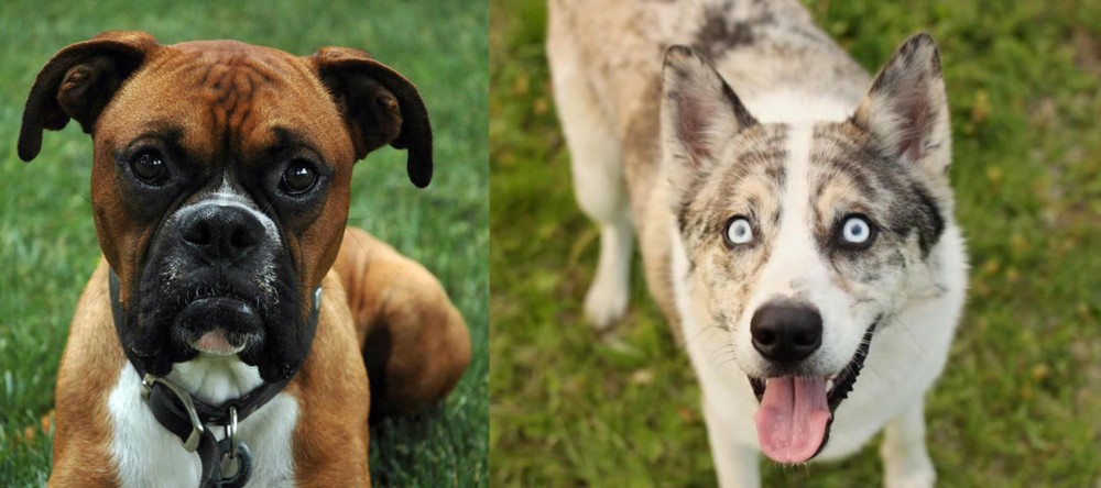 Shepherd Husky vs Boxer - Breed Comparison