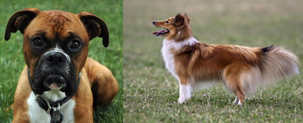 Shetland Sheepdog vs Boxer - Breed Comparison