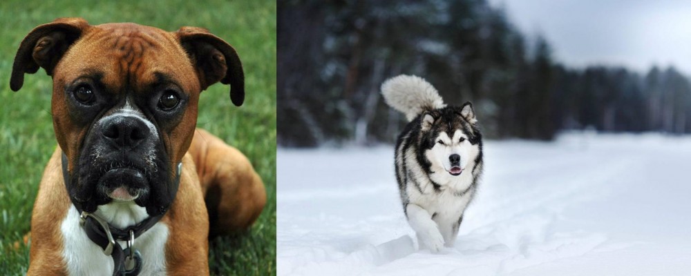 Siberian Husky vs Boxer - Breed Comparison