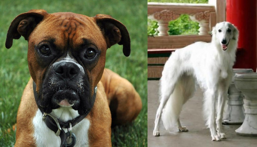 Silken Windhound vs Boxer - Breed Comparison