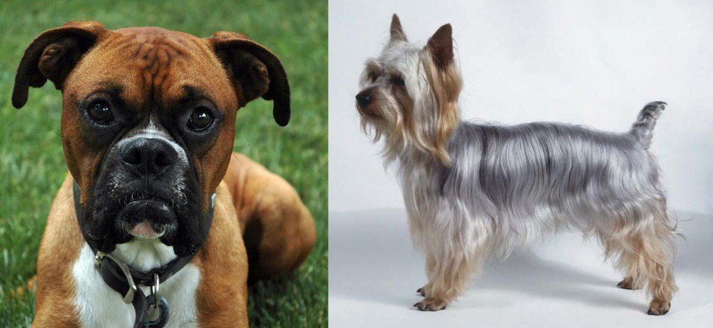 Silky Terrier vs Boxer - Breed Comparison
