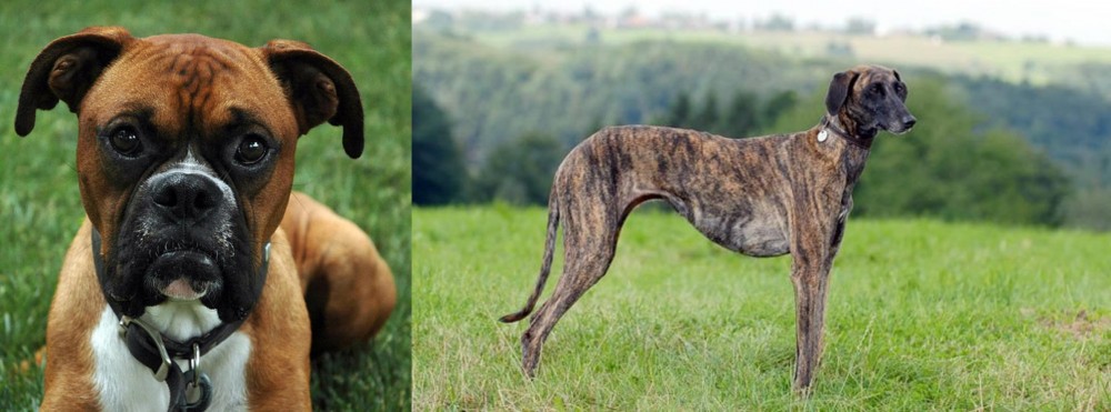 Sloughi vs Boxer - Breed Comparison